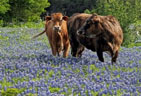 Blue Bell Ice Cream: A Texas Tradition
